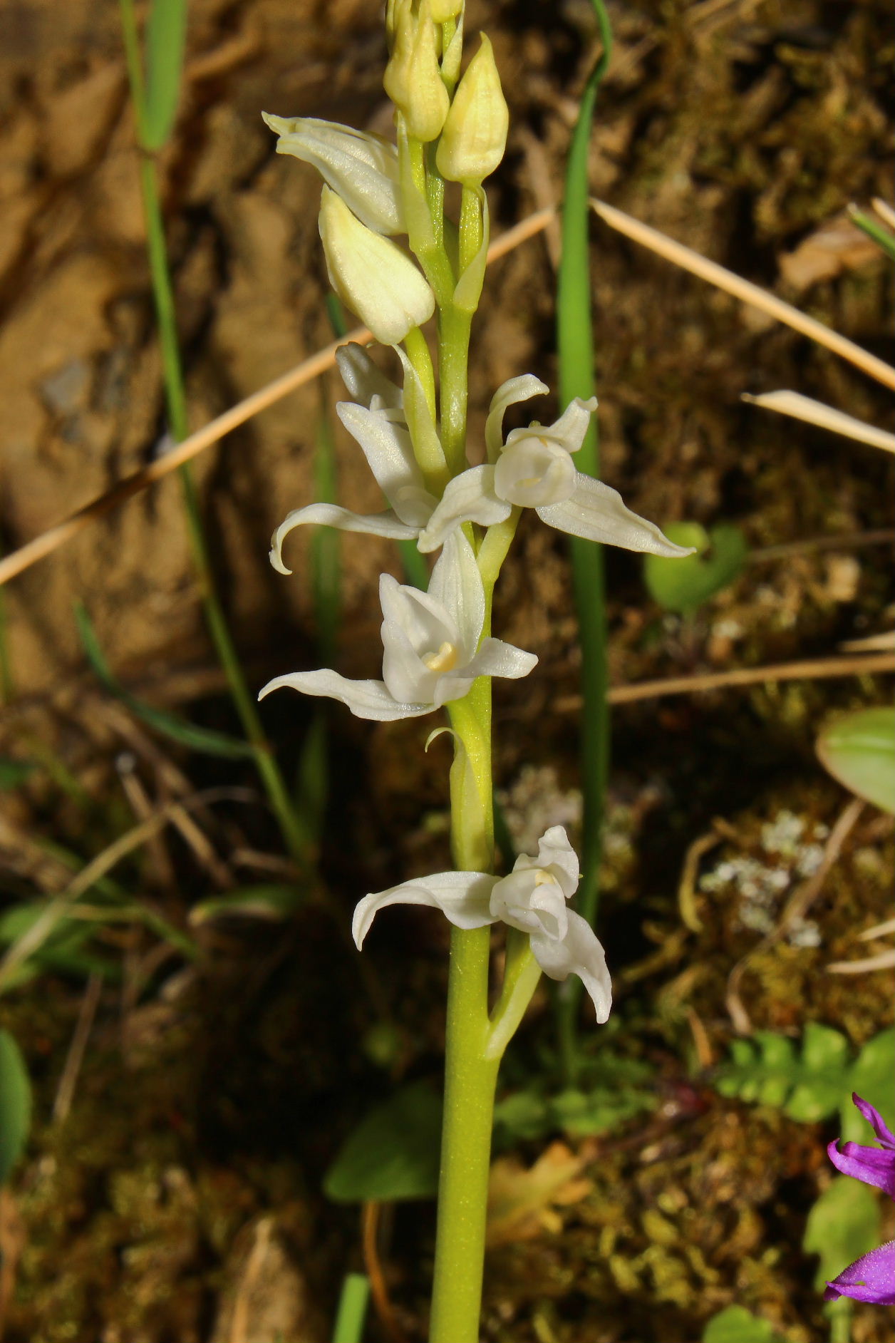 Ibrido o lusus albino